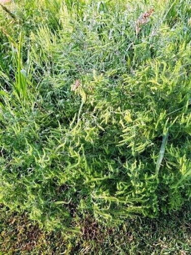 The Ragweed vs Goldenrod Difference